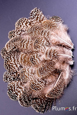 Faisan Eperonnier de chinquis - 5-8 cm - brun-blanc naturel